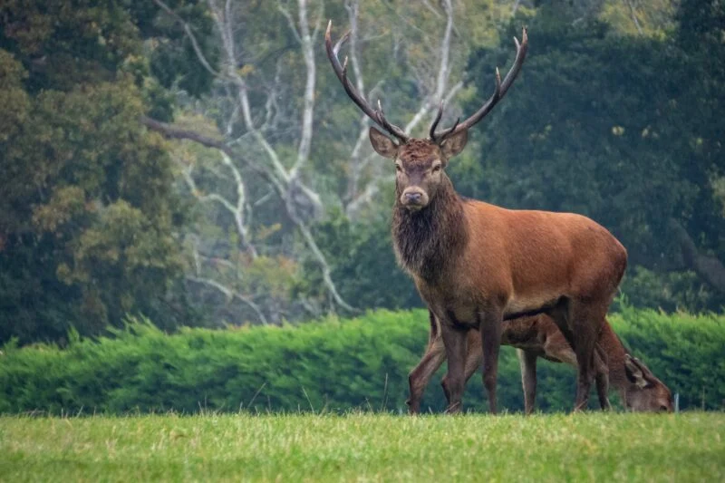 red deer