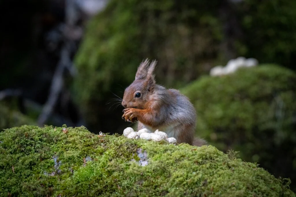 red squirrel in the lake district