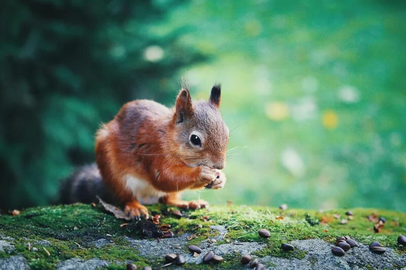 red squirrel