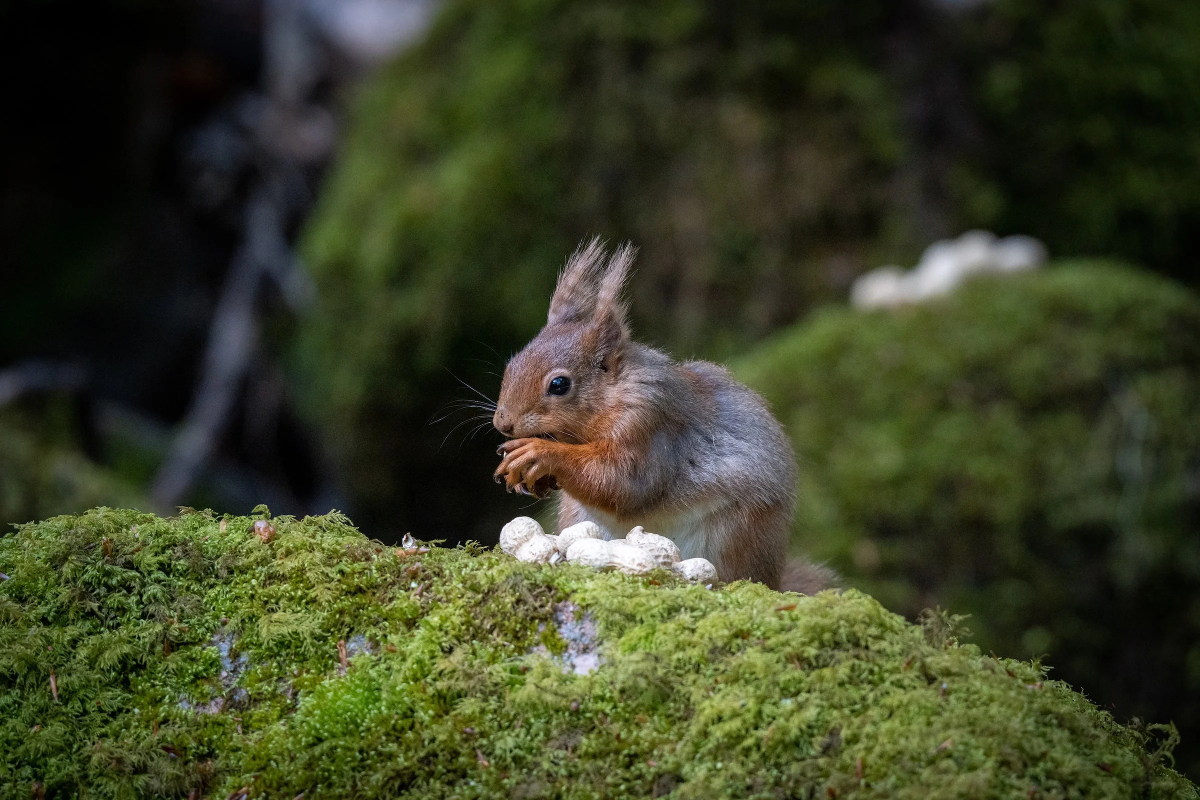 red squirrel in the lake district
