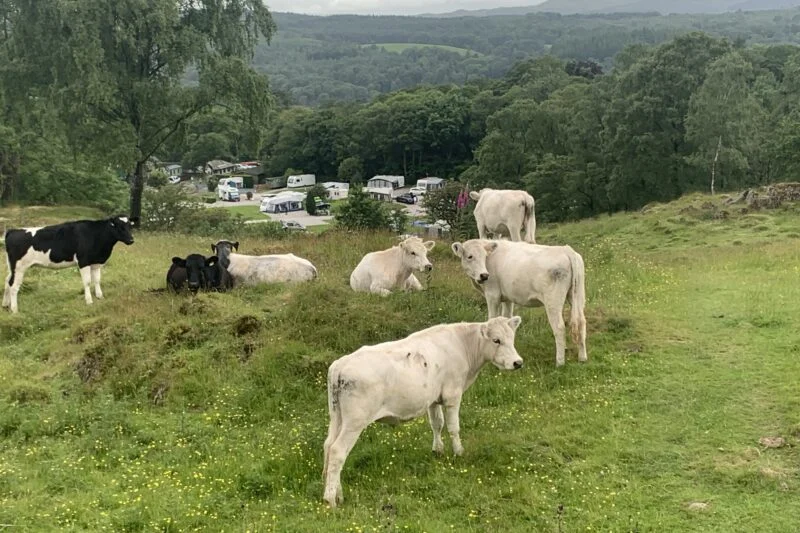 cows in fields above lake district caravan park