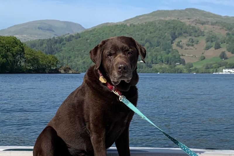 brown labrador on boat in lake district