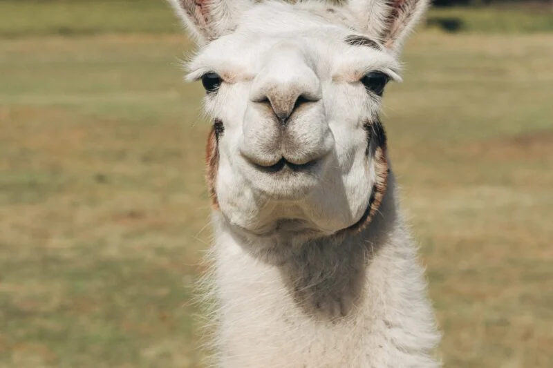 alpacaly ever after lake district