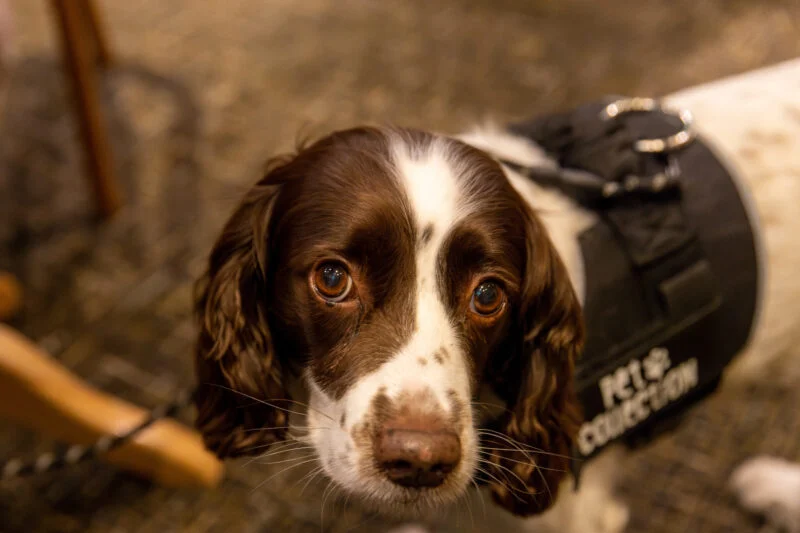 Lake District Dog Friendly Park
