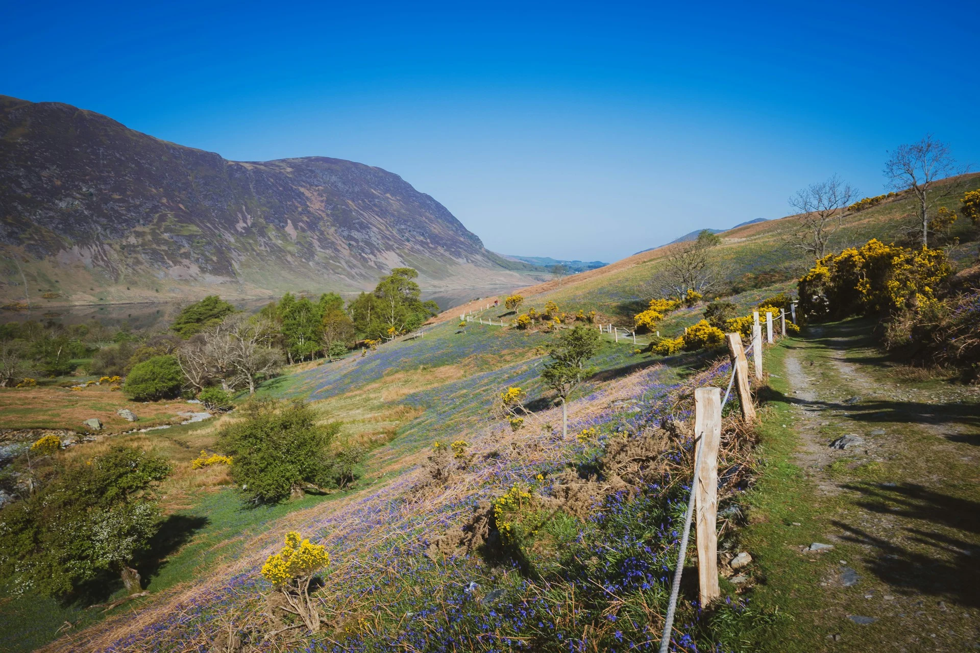 Rannerdale bluebells